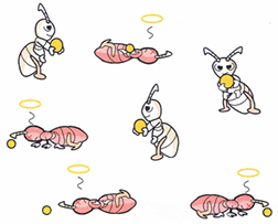 ベイト工法
