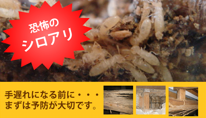 シロアリの恐怖