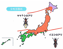 シロアリの種類